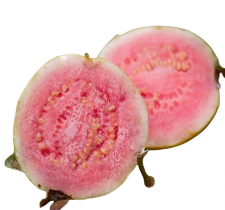 قلیان بلوگواوا